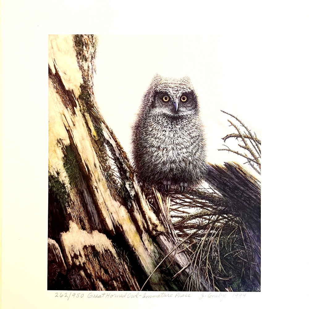 Great Horned Owl - Immature Phase Artist Jack Coneby #262/950. Size 6 3/4" x 8"
